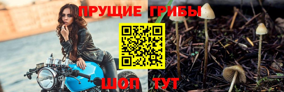 Псилоцибиновые грибы GOLDEN TEACHER  Вход с VPN  Галлюциногенные грибы прущие грибы  Обь 
